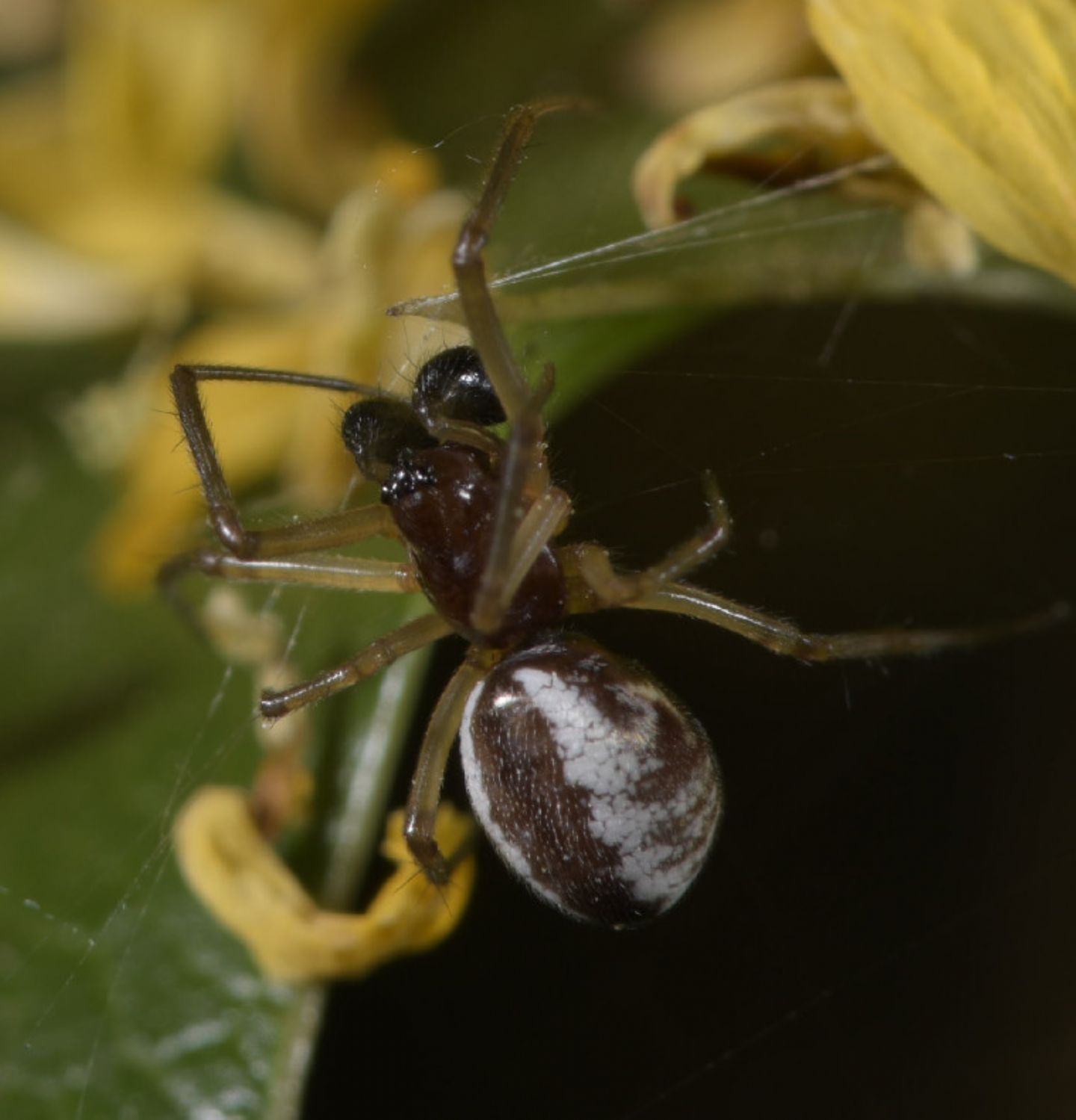 Frontinellina frutetorum, maschio subadulto - Novi Ligure (AL)